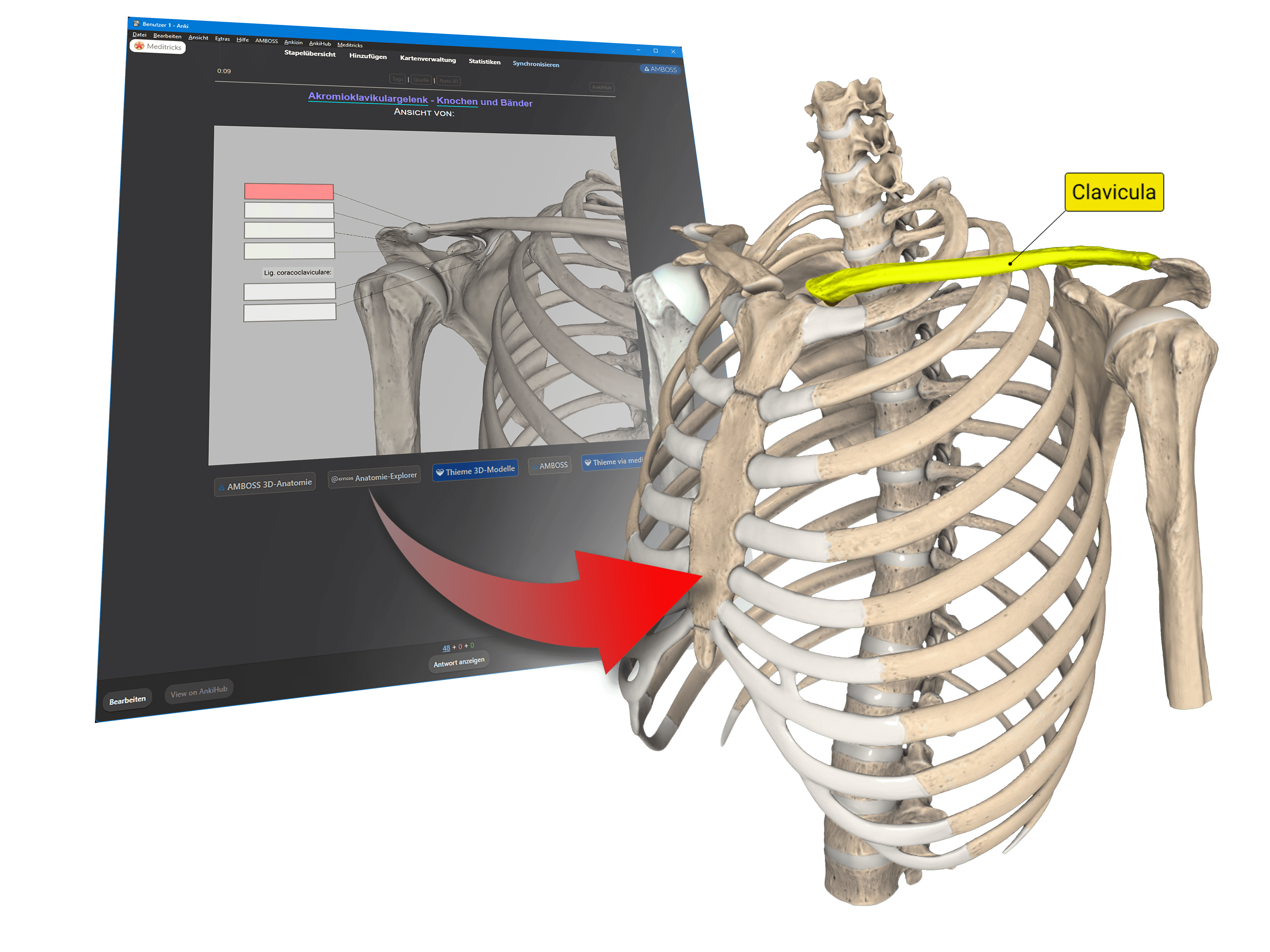 Anki deck for macroanatomy